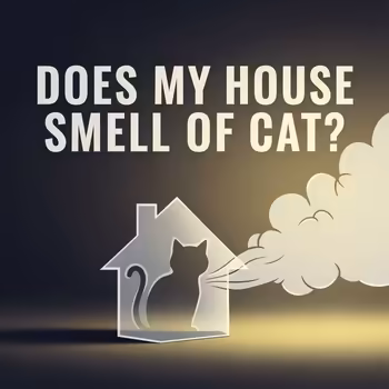 Does My House Smell of Cat? (And Why You're the Last to Know)