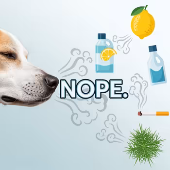 What Smells Do Dogs Hate? (And Why)